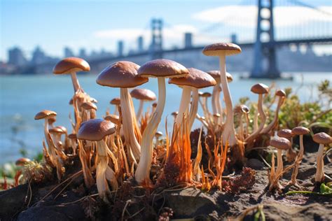 allenii mushroom|The Ultimate Guide to Psilocybe allenii Mushrooms